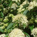 Cornus amomum fleur